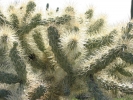 PICTURES/Picacho Peak & Casa Grande/t_Picacho Peak - Cholla Closeup.JPG